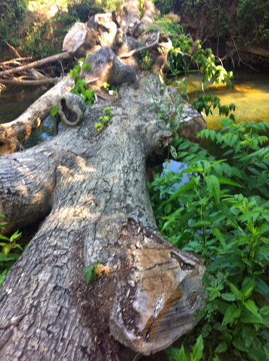 Live Music Venue «Oak Mountain Amphitheatre», reviews and photos, 1000 Amphitheater Rd, Pelham, AL 35124, USA