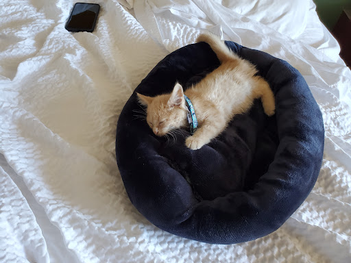 Pet Supply Store «PetSmart», reviews and photos, 4540 Grape Rd, Mishawaka, IN 46545, USA