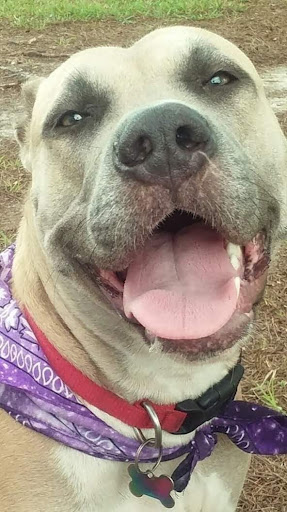 Pet Supply Store «Pet Supermarket», reviews and photos, 6307 N 9th Ave #1, Pensacola, FL 32504, USA