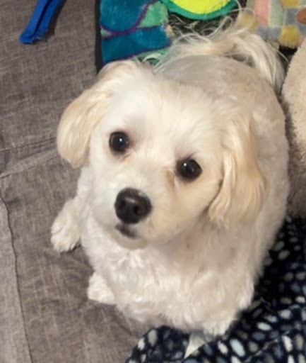 Tailspin Dog Grooming LLC