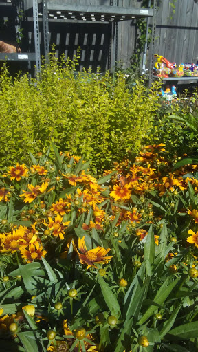 Hardware Store «Westlake Ace Hardware», reviews and photos, 1705 W Park Row Dr, Arlington, TX 76013, USA