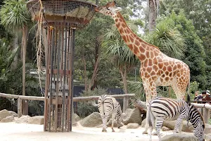 Melbourne Zoo image