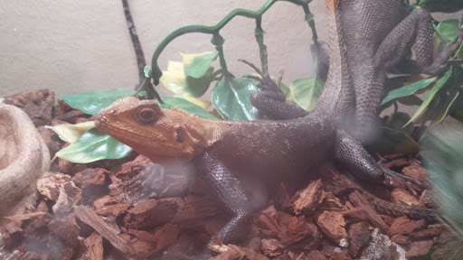 Pet Store «Olathe Pet Shop», reviews and photos, 16651 151st St, Olathe, KS 66062, USA