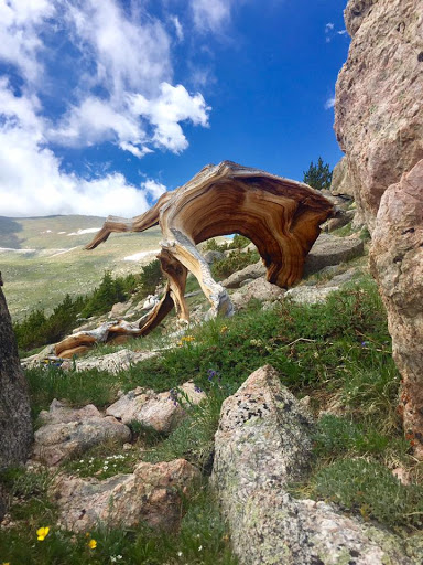 Nature Preserve «Mount Goliath Natural Area», reviews and photos, Mt Evans Rd, Evergreen, CO 80439, USA