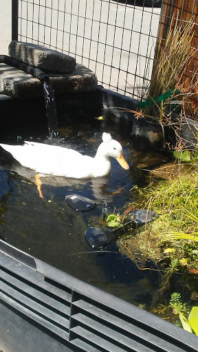 Pet Supply Store «Concord Feed Pet & Livestock Supplies», reviews and photos, 228 Hookston Rd, Pleasant Hill, CA 94523, USA