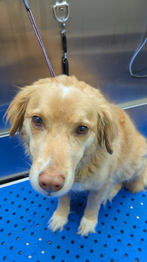 Pet Store «Laconia Pet Center», reviews and photos, 1343 Union Ave, Laconia, NH 03246, USA