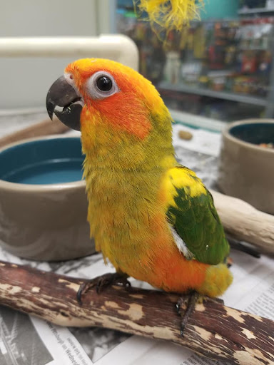 Pet Store «Friendly Pets», reviews and photos, 625 Friendly Center Rd, Greensboro, NC 27408, USA