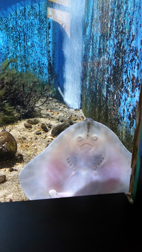 Aquarium «Woods Hole Science Aquarium», reviews and photos, 166 Water St, Woods Hole, MA 02543, USA