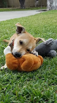 P and I Dog Training & Pet Services - Car repair in , Norwalk - Rated 4.5/5