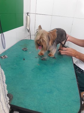 Lovely Dog