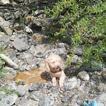 Photo n°3 de l'avis de elisabetta.e fait le 09/05/2021 à 17:05 sur le  La Chelina à Ceranesi