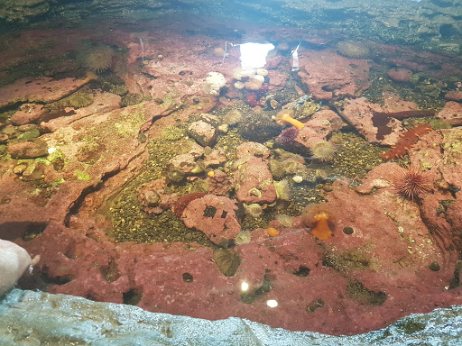 Gift Shop «Seattle Aquarium Gift Store», reviews and photos, 1483 Alaskan Way, Seattle, WA 98101, USA