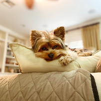 Mari The Pet Consultant - Photo 4 - Car repair in , Miami