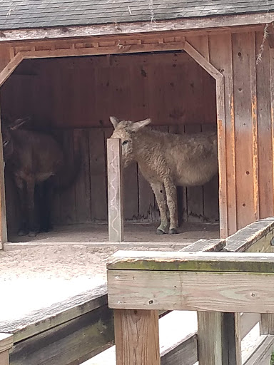 Zoo «Central Florida Zoo & Botanical Gardens», reviews and photos, 3755 NW Hwy 17-92, Sanford, FL 32771, USA