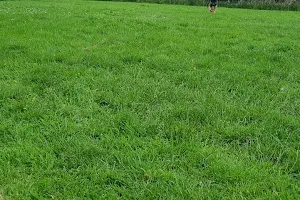 Run Free Dog Fields - Bearsden image