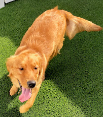 Camp Bow Wow - Photo 6 - Car repair in Liberty, MO, Independence