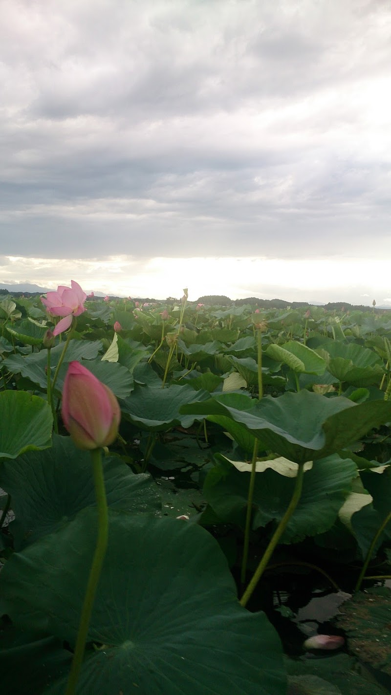 伊豆沼 宮城県登米市迫町新田 自然保護公園 グルコミ