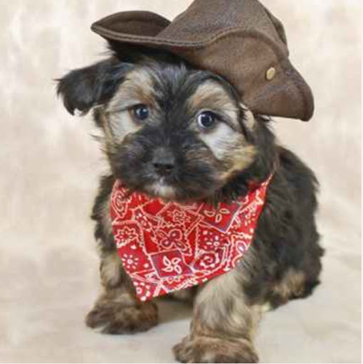 Pet Store «Pet Express», reviews and photos, 100 Independence Way, Danvers, MA 01923, USA