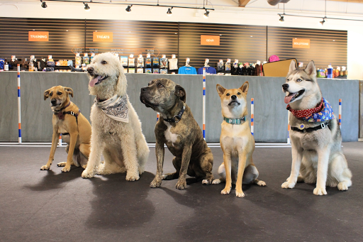 Dog training classes Los Angeles