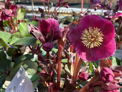 Plant Nursery «Goldner Walsh Garden and Home», reviews and photos, 559 Orchard Lake Rd, Pontiac, MI 48341, USA