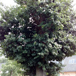 Photo n°39 de l'avis de Ingo-Wolfgang.i fait le 04/04/2019 à 09:57 sur le  Kleiner Cavalier à Cottbus