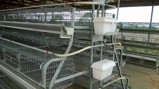 Priority Poultry Services Ltd, Olodo Secondary School, Olukule Area opposite Legacy school, Ibadan, Nigeria, Health Food Store, state Osun