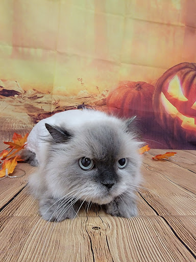 Pet Groomer «One Stop Pet Shop Inc», reviews and photos, 1375 Chestnut St # 103, Emmaus, PA 18049, USA