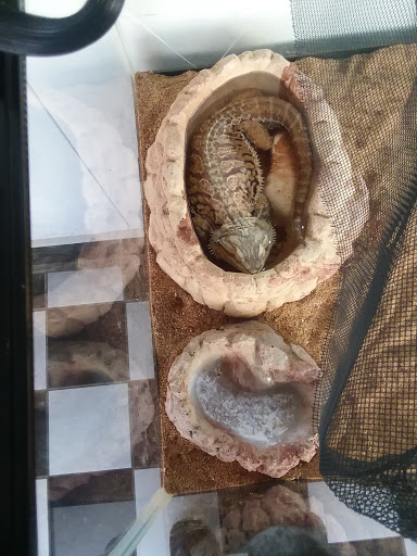 Pet Supply Store «Petco Animal Supplies», reviews and photos, 2345 Market Pl Blvd, Cumming, GA 30041, USA