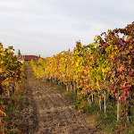 Photo n°2 de l'avis de Lucia.' fait le 11/11/2022 à 17:37 sur le  Osteria Il Cortile à Diano d'Alba