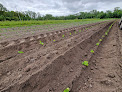 D’hier et D’ici légumes bio Angoulins