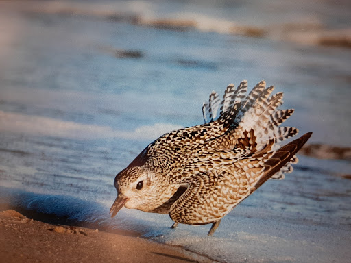Park «Killens Pond State Park», reviews and photos, 5025 Killens Pond Rd, Felton, DE 19943, USA