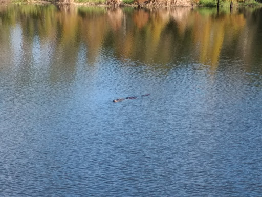 Park «Kapok Park», reviews and photos, 2950 Glen Oak Ave N, Clearwater, FL 33759, USA