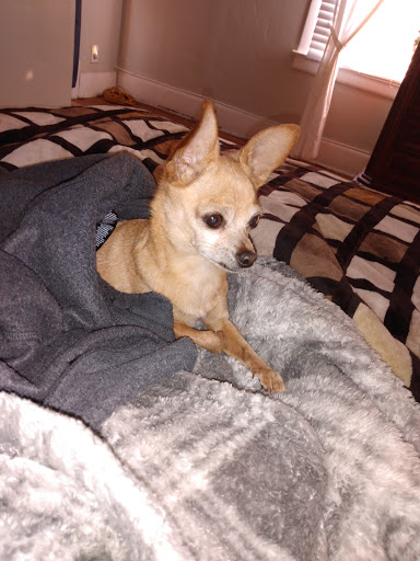 Pet Supply Store «PetSmart», reviews and photos, 4120 E 4th St, Ontario, CA 91764, USA