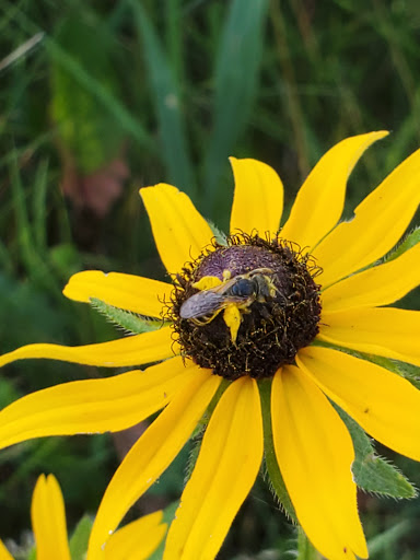 Nature Preserve «St. Croix Savanna Scientific and Natural Area (SNA)», reviews and photos, Osprey Blvd, Bayport, MN 55003, USA