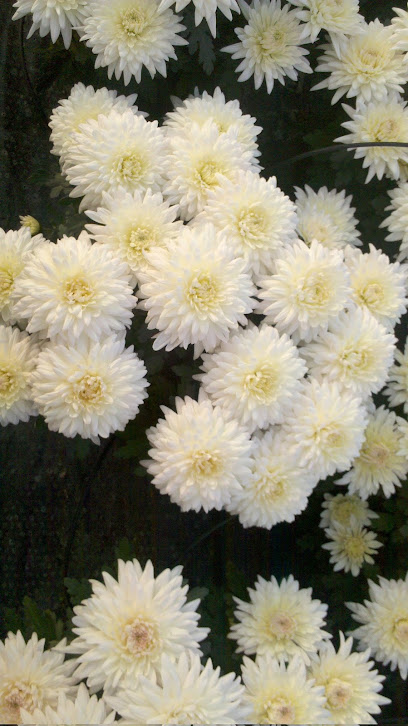 Placuch Małgorzata. Ogrodnictwo