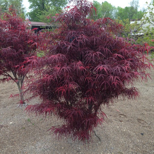 Garden Center «Holscher & Hackman Garden Center», reviews and photos, 6088 Harrison Ave, Cincinnati, OH 45247, USA