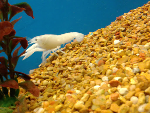 Pet Supply Store «Petco Animal Supplies», reviews and photos, 2230 Marlton Pike W #3, Cherry Hill, NJ 08002, USA