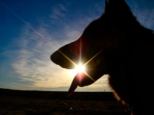 Dog Trainer «Dog Door Behavior Center and Outfitters», reviews and photos, 1 Battle Square A, Asheville, NC 28801, USA