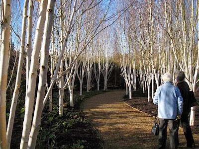 Photos of Woodview Plants