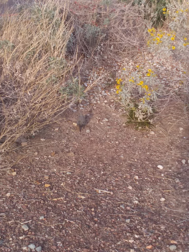 Park «Bicentennial Park», reviews and photos, 16705 N Nash St, Surprise, AZ 85378, USA