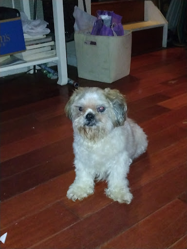 Pet Groomer «Splash and Dash Groomerie & Boutique», reviews and photos, 224 Peachtree East Shopping Center, Peachtree City, GA 30269, USA