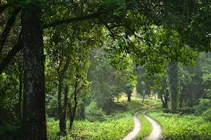 Lataguri wildlife park image