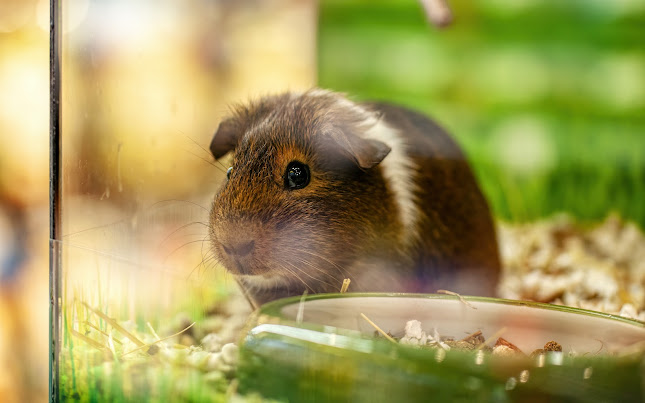 Super zoo - Ostrava Karolína - Ostrava