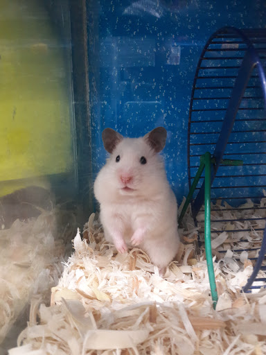 Pet Store «Petland Discounts - Irvington», reviews and photos, 1054 Springfield Ave, Irvington, NJ 07111, USA