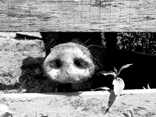 History Museum «Living History Farms», reviews and photos, 11121 Hickman Rd, Urbandale, IA 50322, USA