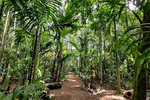 Tropical Spice Plantation image