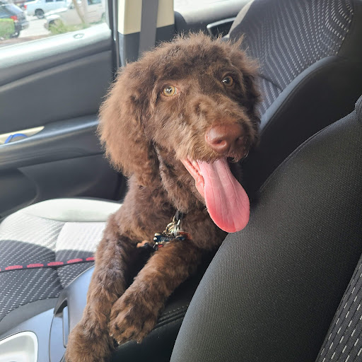 Pet Supply Store «PetSmart», reviews and photos, 1321 W Craig Rd, North Las Vegas, NV 89032, USA