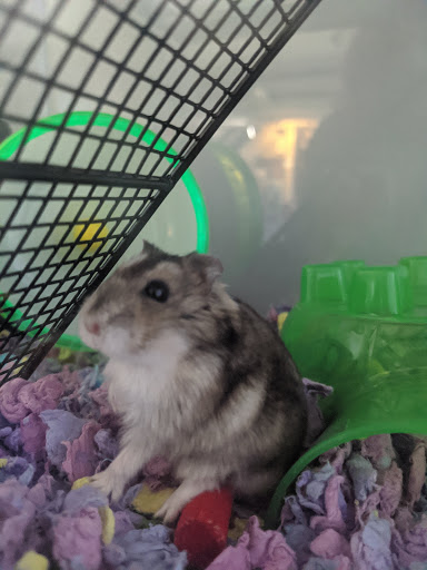 Pet Supply Store «Family Pet Store», reviews and photos, 38 Starrett Dr, Belfast, ME 04915, USA