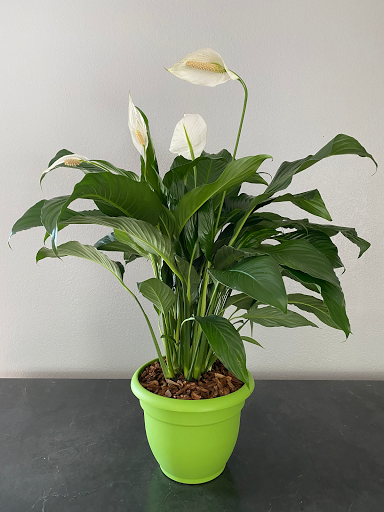 Florist «Roses Just Because/Hub Florist Of Lutz», reviews and photos, 18721 N Dale Mabry Hwy, Lutz, FL 33548, USA