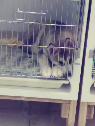 Tropical Fish Store «Animal House Pet Shop», reviews and photos, 358 Warner Milne Rd #110, Oregon City, OR 97045, USA